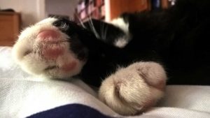 Luzi Blog: Leben mit Katze in Luzis Revier