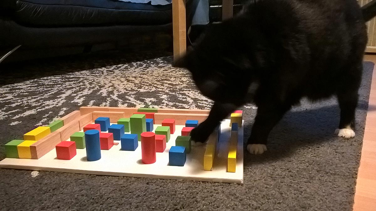 Katze Luzi und ihr liebstes selbstgebautes Spielzeug: ihr Fummelbrett. 