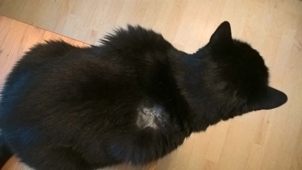 Psychosomatik Katze Luzi und ihre silberne OP-Wunde an der Schulter