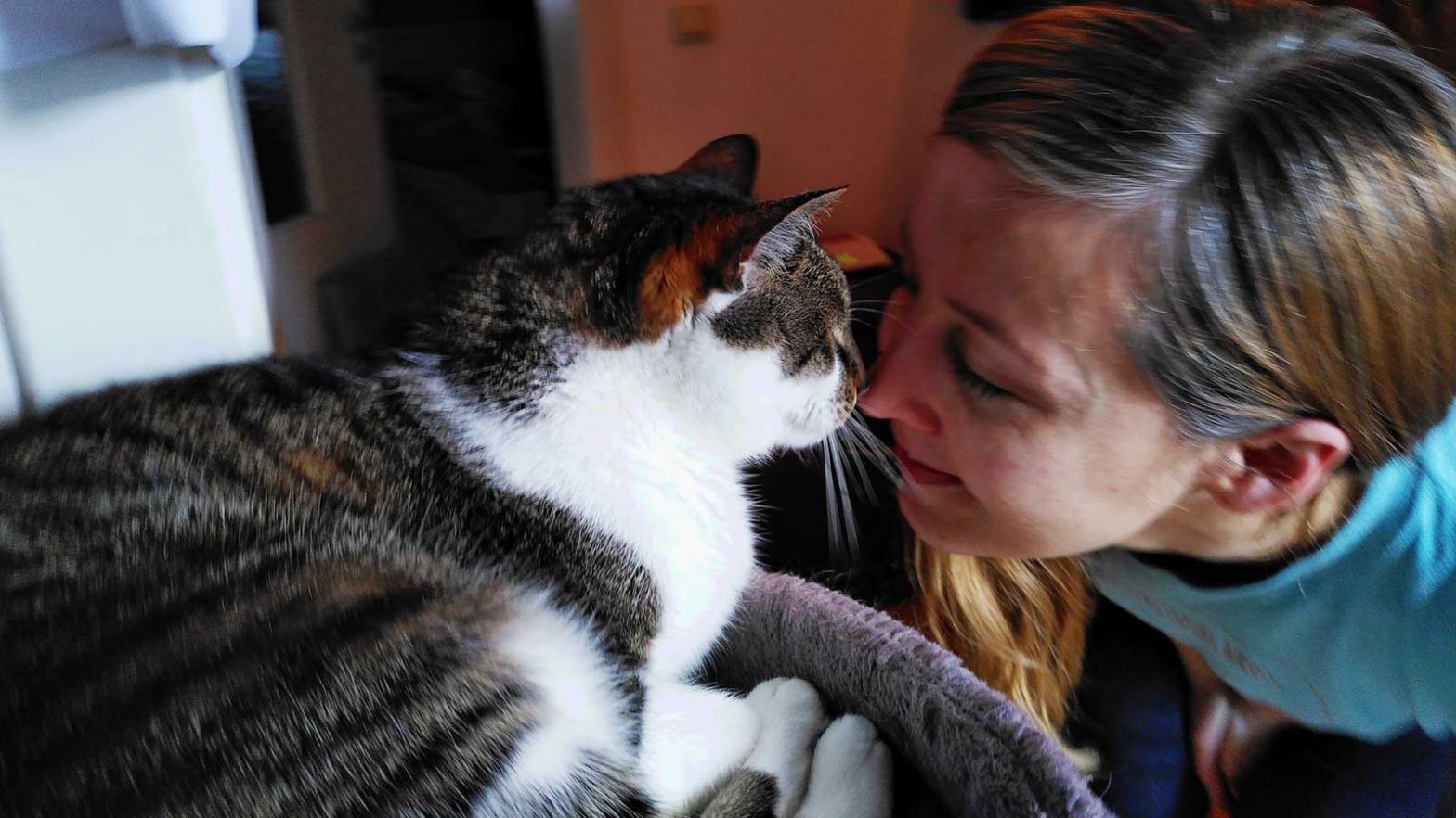 Kater Joschi liebt es, Katzen Küsschen zu geben. Vor seiner Nase ist keine Nase sicher.