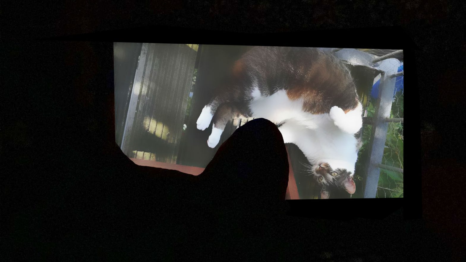 Katze schaut fern: Luzi sieht Kater Joschi auf Monitor