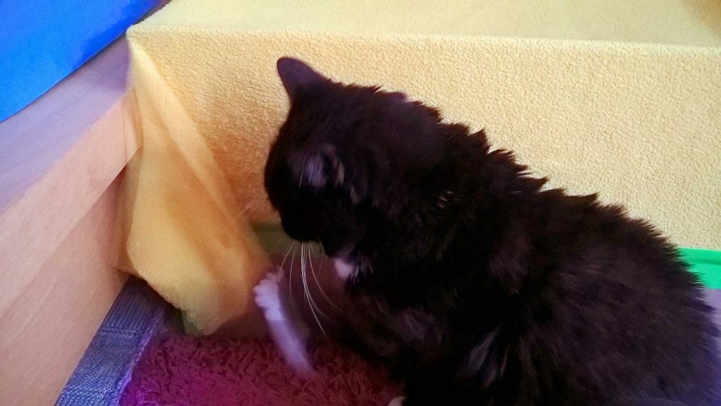 zu verführerisch: Katze Luzi zerrupft ihr Trampolin