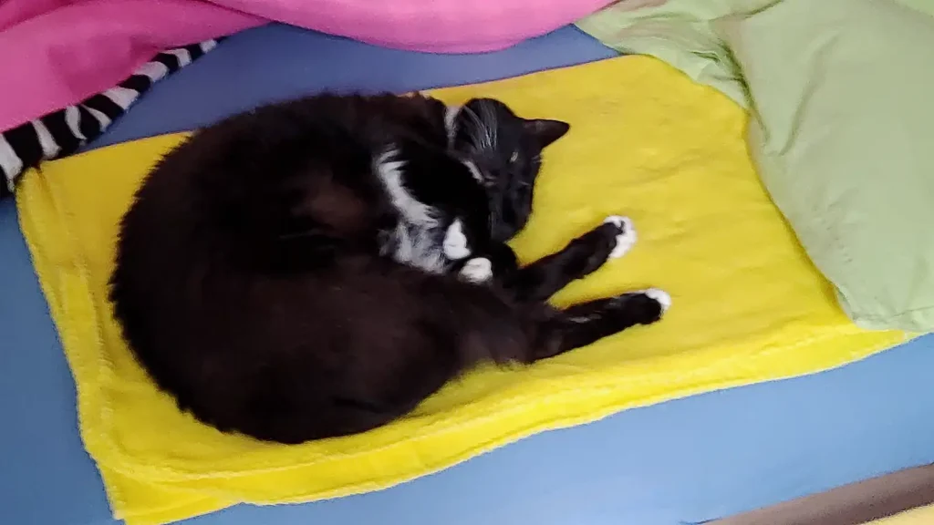 Luzi macht das nur sehr selten, aber schlafende Katzen zeigen oft devote Pfötchen
