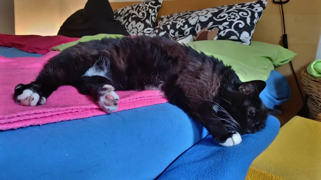 Schlafende Katzen nehmen gerne sehr seltsame Positionen ein. Luzi liebt es zum Beispiel hängend am Bettrand.