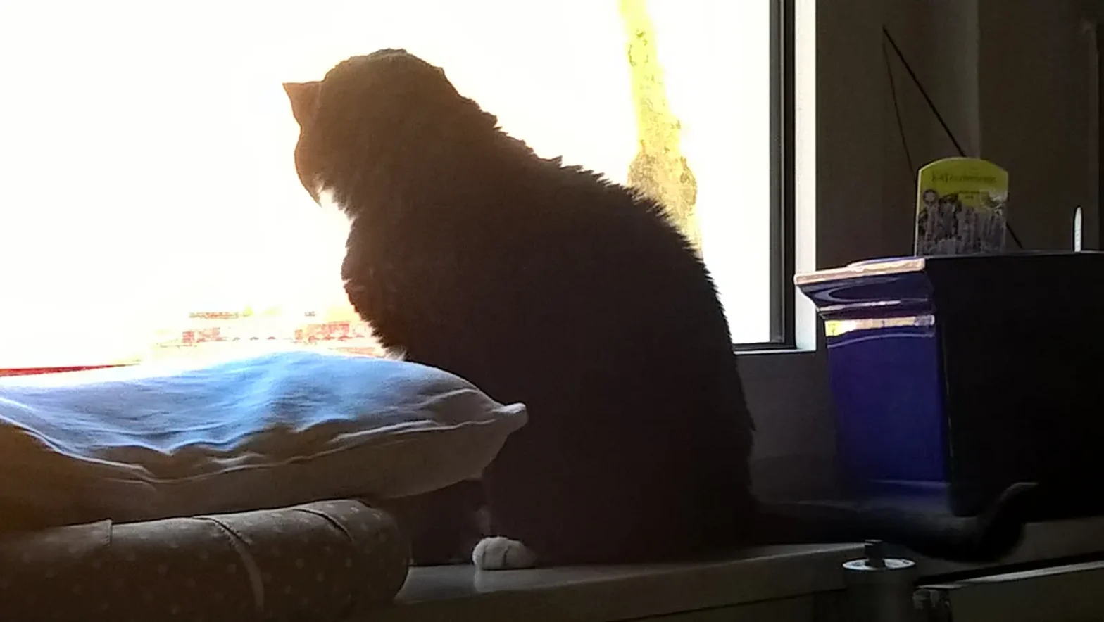 Vor lauter Bewegungsmangel war Katze Luzi nicht mehr auf das Fensterbrett gehüpft. Das geht nun wieder!
