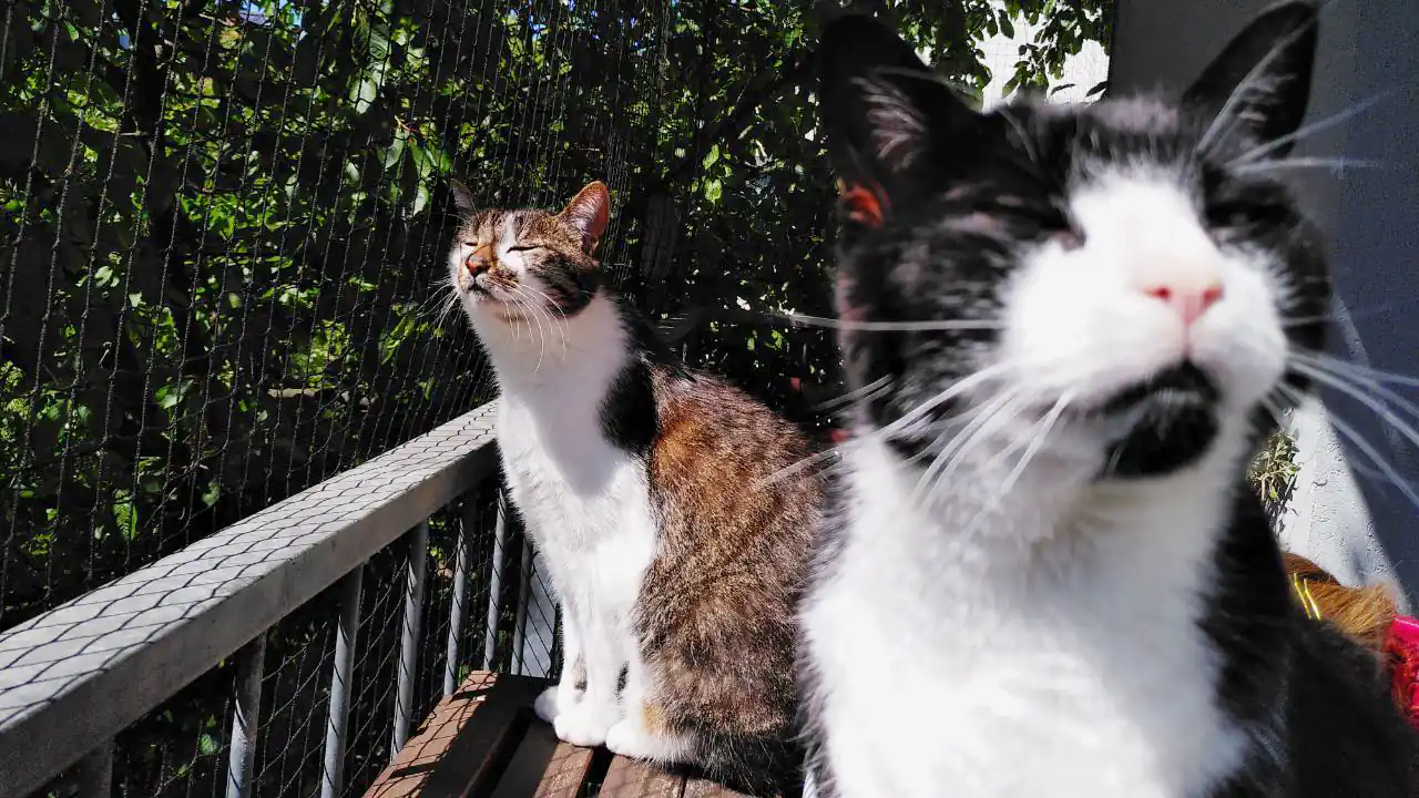 zwei Katzen, die sich mal nicht streiten: die Kater Joschi und Cobi beim Sonnenbad. foto: Romy