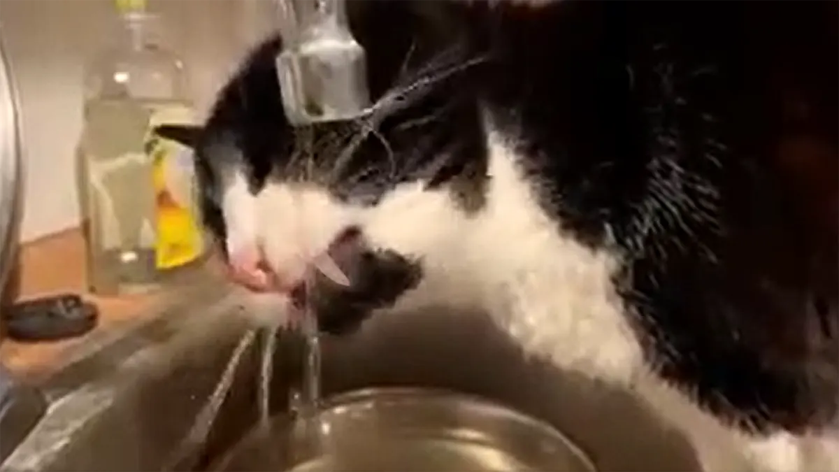 eine der typischen Katzen Marotten: Cobi liebt Wasser, wenn es direkt aus dem Hahn kommt. Screenshot aus Video von Romy.