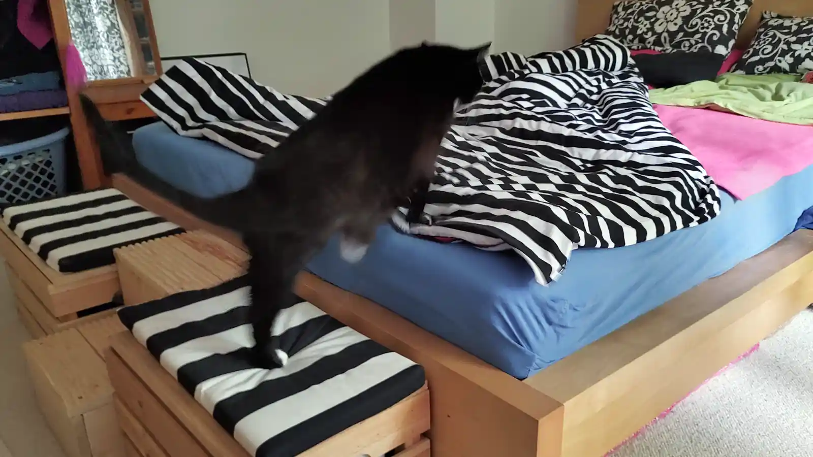 Arthrose-Katze Luzi steigt über Kiste aufs Bett. Das ging aber auch schon vor Zeel.