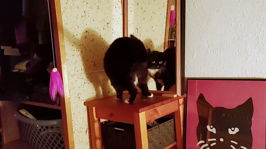 Unter dem Einfluss von Cortison springt Katze Luzi mal wieder vor den Spiegel
