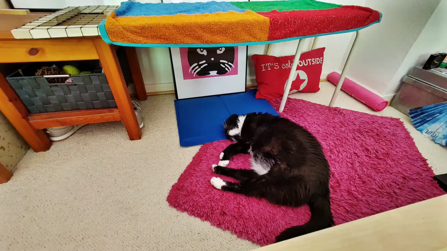 Katze Luzi lässt sich an ihrem Lieblingsplatz mit nassem Handtuch kühlen