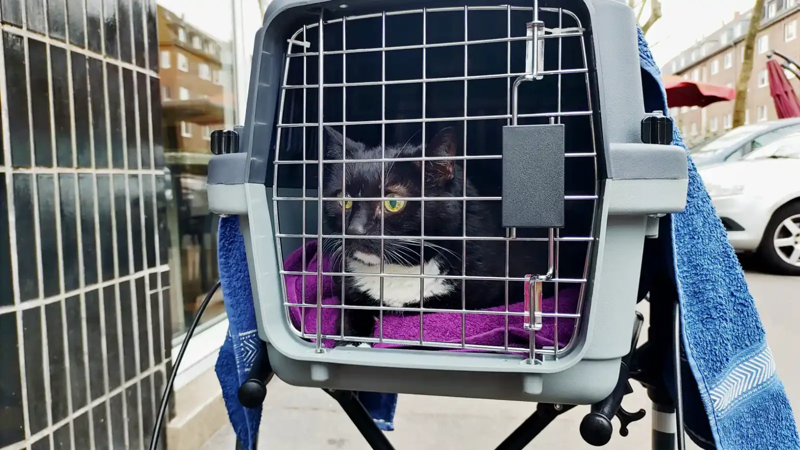 Katze Luzi in ihrer Transportbox benutzt für den Weg zum Tierarzt einen Rollator