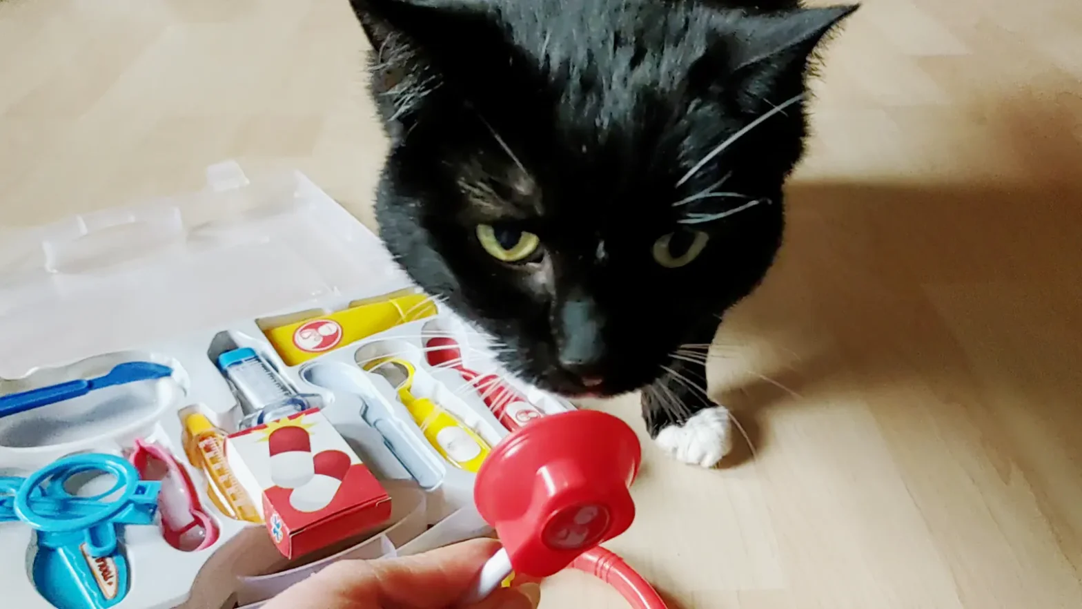 Kommunikation in der Tierarztpraxis. Tierärztliche Gesprächsführung -hier mit Katze Luzi und Doktor-Spielzeug